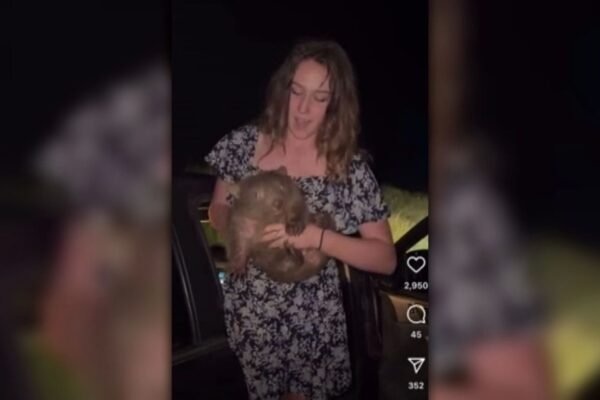 Influencer accused of taking a mother's wombat baby speaks
